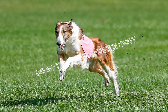 Borzoi Final, East Leigh, Lady-1308