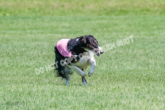 Borzoi BOB&Runoffs-1864