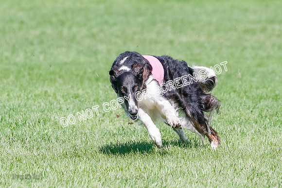 Borzoi BOB&Runoffs-1870