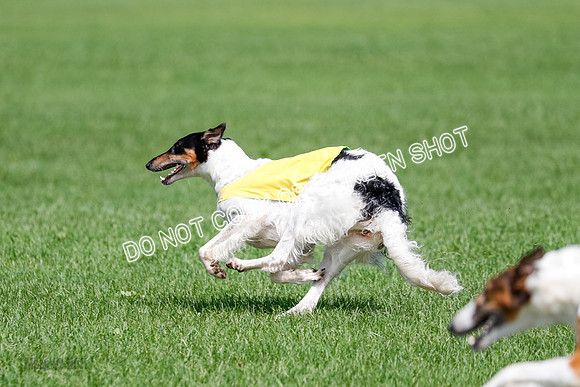 Borzoi Final, East Leigh, Lady-1319