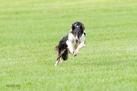 Borzoi Prelim Raven Clifford Ava-0439