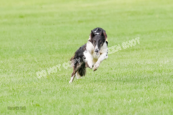 Borzoi Prelim Raven Clifford Ava-0439