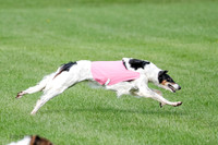 Borzoi Prelim, East Leigh, Lady-0466