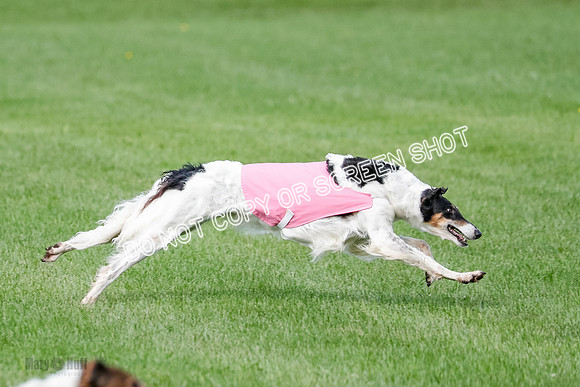 Borzoi Prelim, East Leigh, Lady-0466