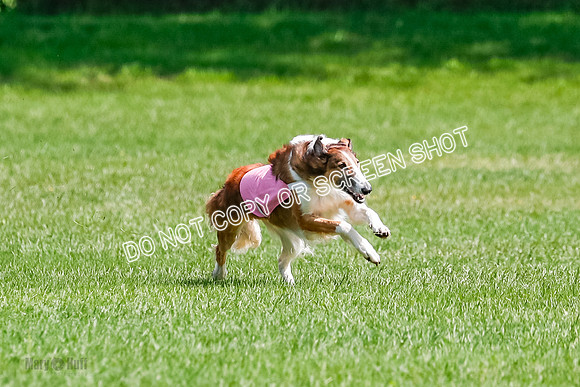 Borzoi Final, East Leigh, Lady-1293