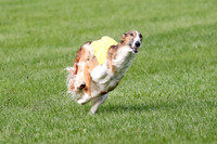 Borzoi Prelim, East Leigh, Lady-0464