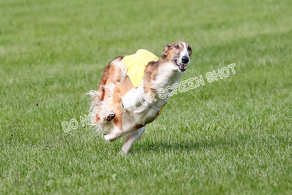 Borzoi Prelim, East Leigh, Lady-0464
