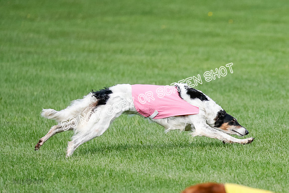 Borzoi Prelim, East Leigh, Lady-0470