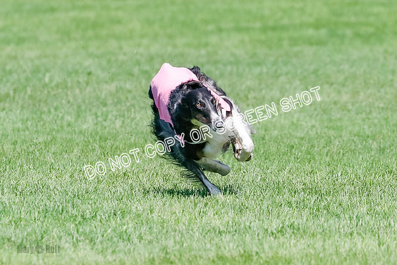 Borzoi BOB&Runoffs-1866