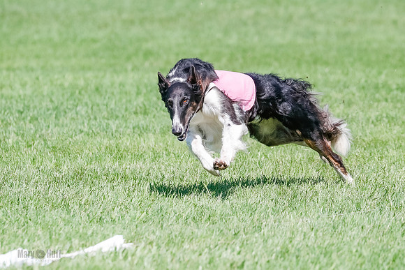 Borzoi BOB&Runoffs-1873