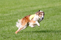 Borzoi Prelim, East Leigh, Lady-0465