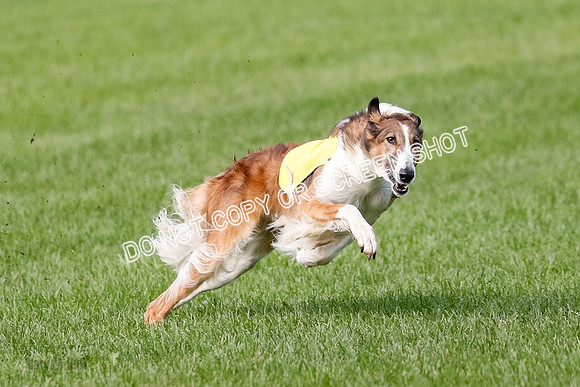 Borzoi Prelim, East Leigh, Lady-0465