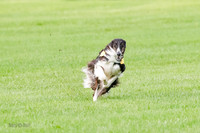 Borzoi Prelim Raven Clifford Ava-0438