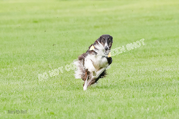 Borzoi Prelim Raven Clifford Ava-0438