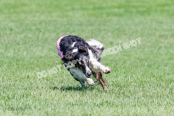 Borzoi BOB&Runoffs-1867