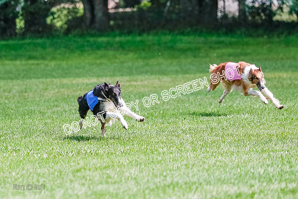 Borzoi Final, Raven, Clifford, Ava-1268