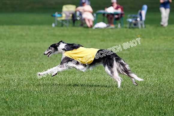 Borzoi Final, Raven, Clifford, Ava-1283