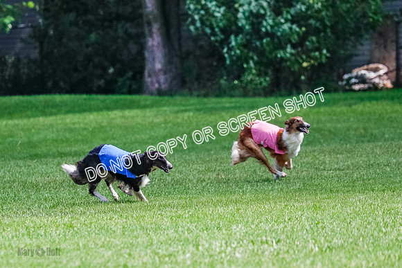 Borzoi Final, Raven, Clifford, Ava-1255