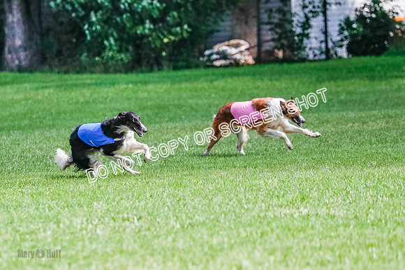 Borzoi Final, Raven, Clifford, Ava-1257