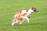 Borzoi Prelim Raven Clifford Ava-0448