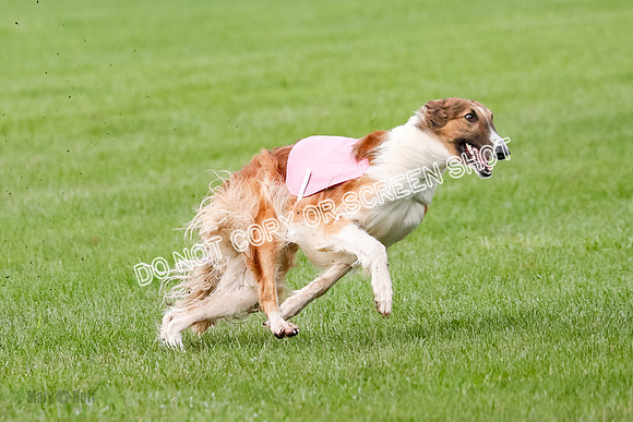 Borzoi Prelim Raven Clifford Ava-0448