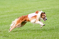 Borzoi Prelim Raven Clifford Ava-0449