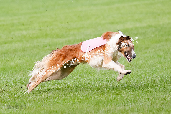 Borzoi Prelim Raven Clifford Ava-0449