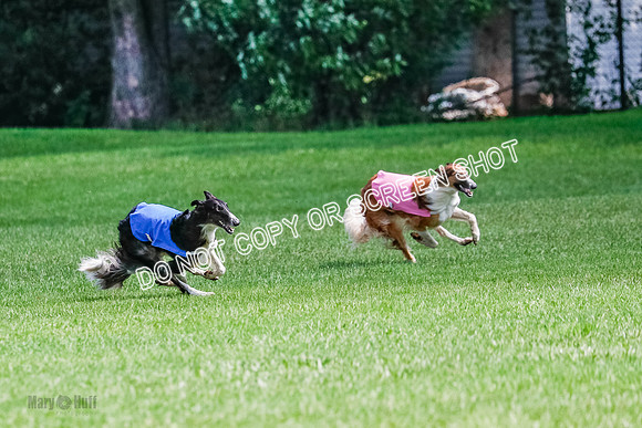 Borzoi Final, Raven, Clifford, Ava-1256