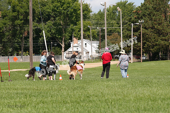 Borzoi Final, Raven, Clifford, Ava-1253