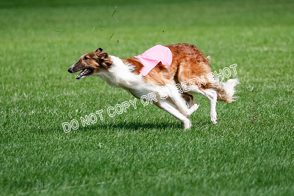 Borzoi Final, Raven, Clifford, Ava-1278