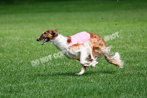 Borzoi Final, Raven, Clifford, Ava-1279