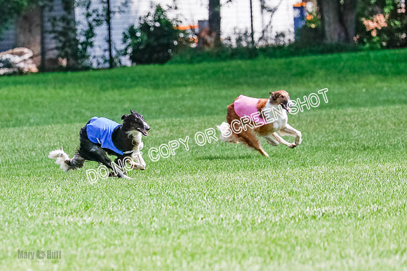 Borzoi Final, Raven, Clifford, Ava-1261