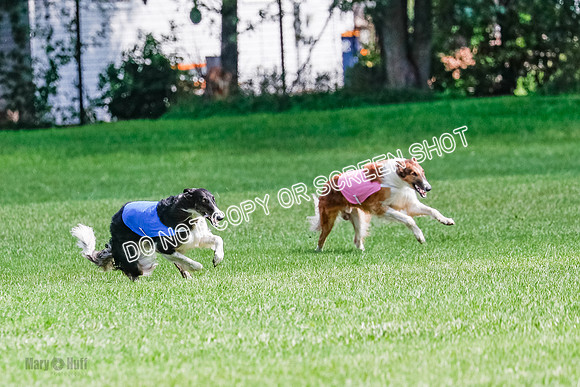 Borzoi Final, Raven, Clifford, Ava-1262