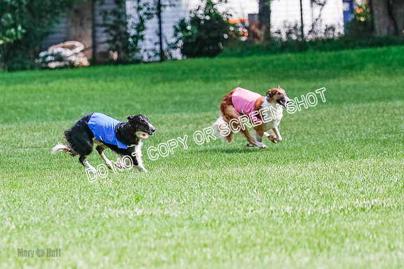 Borzoi Final, Raven, Clifford, Ava-1260
