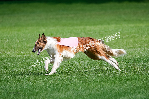 Borzoi Final, Raven, Clifford, Ava-1276
