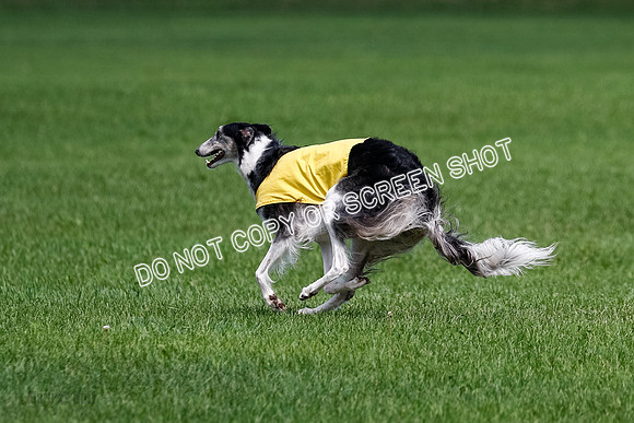 Borzoi Final, Raven, Clifford, Ava-1289