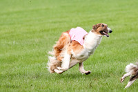 Borzoi Prelim Raven Clifford Ava-0447