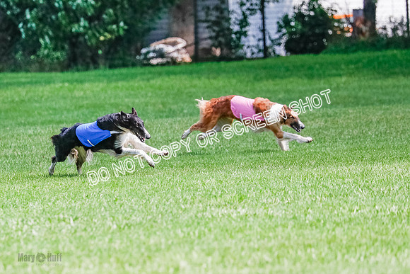 Borzoi Final, Raven, Clifford, Ava-1258