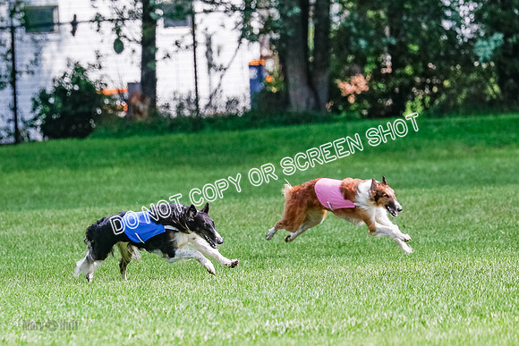 Borzoi Final, Raven, Clifford, Ava-1263