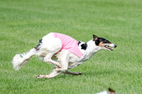 Borzoi Prelim, East Leigh, Lady-0468