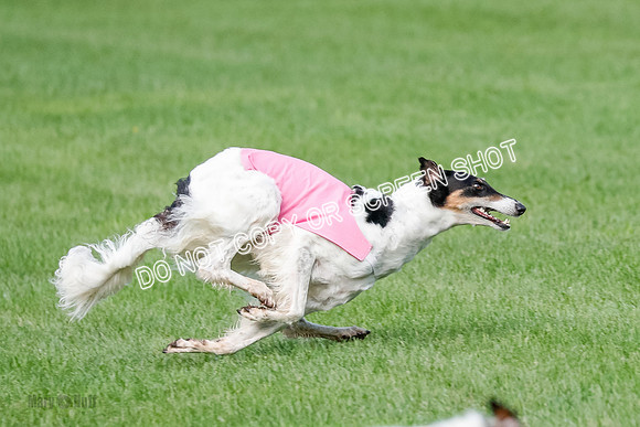 Borzoi Prelim, East Leigh, Lady-0468