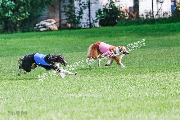 Borzoi Final, Raven, Clifford, Ava-1259