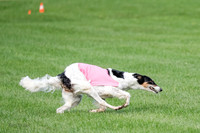 Borzoi Prelim, East Leigh, Lady-0469