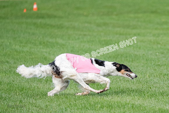 Borzoi Prelim, East Leigh, Lady-0469