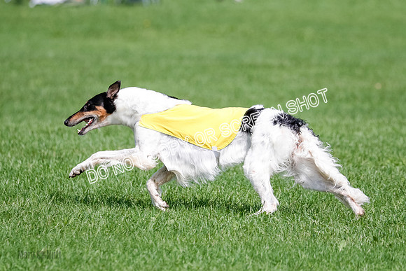 Borzoi Final, East Leigh, Lady-1316