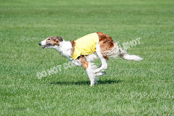 Borzoi BOB&Runoffs-1881