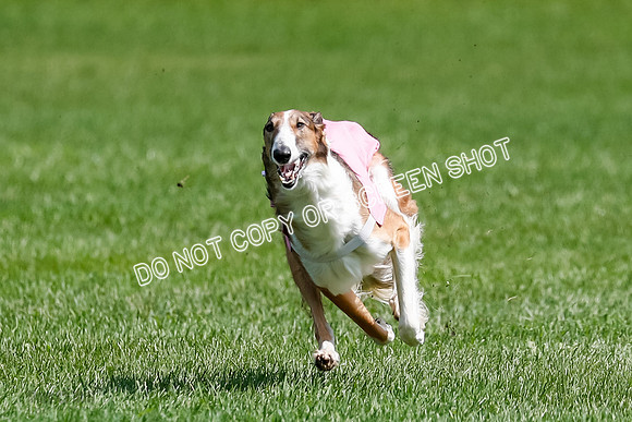 Borzoi Final, East Leigh, Lady-1303