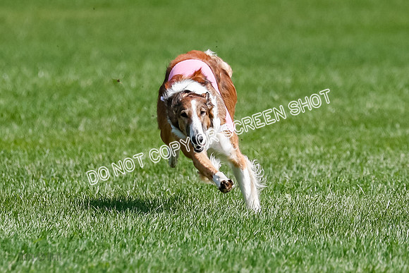 Borzoi Final, East Leigh, Lady-1301