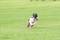 Borzoi Prelim Raven Clifford Ava-0434