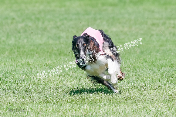 Borzoi BOB&Runoffs-1869